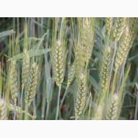 Екстрасильна високоякісна пшениця Мудрість одеська Еліта, 1 репродукція