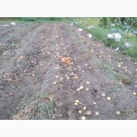 Насіннєва картопля (Княгиня, Кіранда, Щедрик, Арізона) по Україні (роздріб, малий опт)