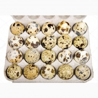 Продам перепелиные яйца оптом 90 коп за шт