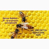 Продам бджоломатки з 1го травня
