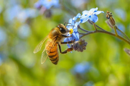 Продам бджолосім’ї та бджолопакети