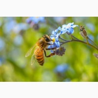 Продам бджолосім’ї та бджолопакети