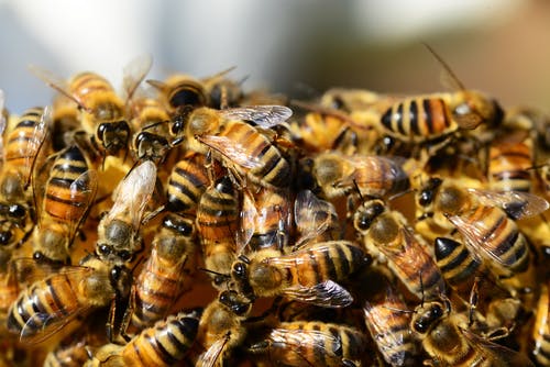 Фото 3. Продам бджолосім’ї та бджолопакети
