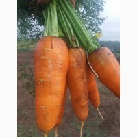Продам морковь товарную, сорт БОЛИВАР. Запорожская область, пгт Акимовка