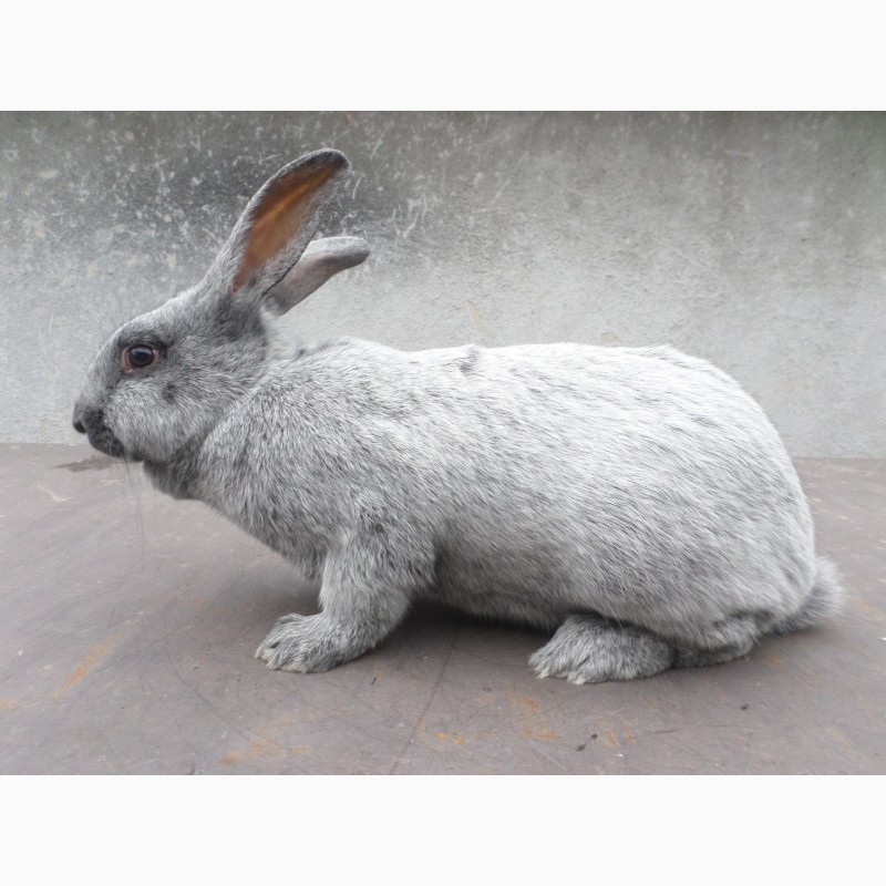 Фото 2. Продаю кролів Полтавське срібло