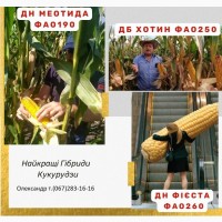 Фієста ДН Насіння кукурудзи ФАО-260