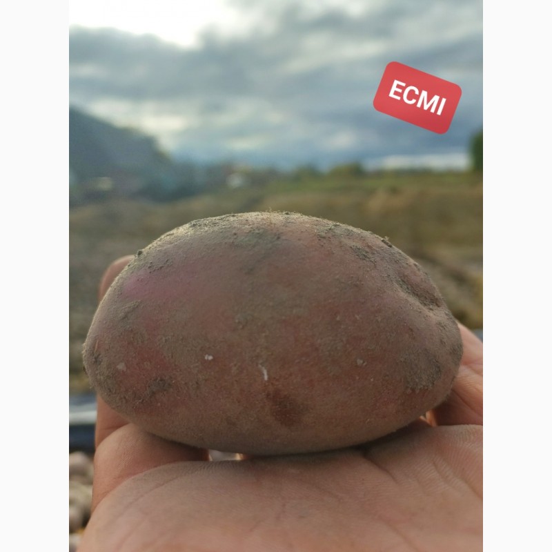 Фото 2. Картопля Арізона, Есмі, Сіфра, Фонтане