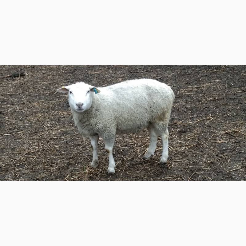 Фото 2. Продам баранів, овець, валухів на м#039;ясо