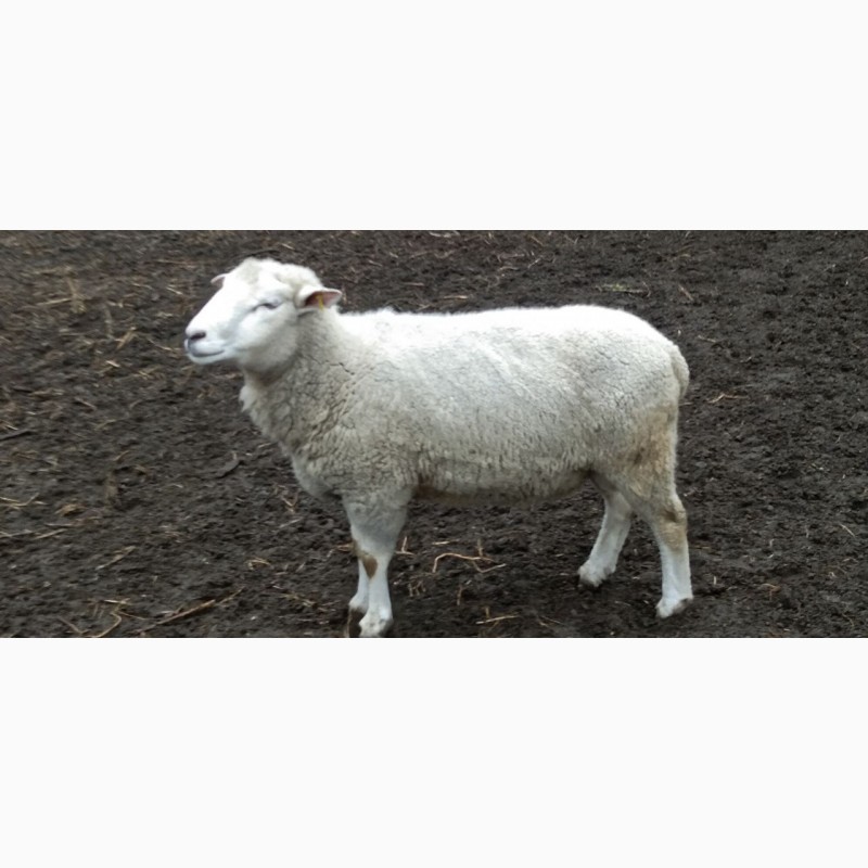 Фото 3. Продам баранів, овець, валухів на м#039;ясо