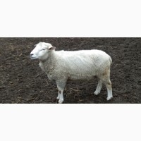 Продам баранів, овець, валухів на м#039;ясо