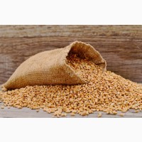 Продам пшеницю 3 клас, 500 тонн, Житомирська обл, Кочерів