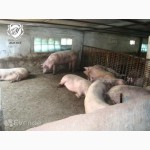 Продам Свиноферму в Днепродзержинске