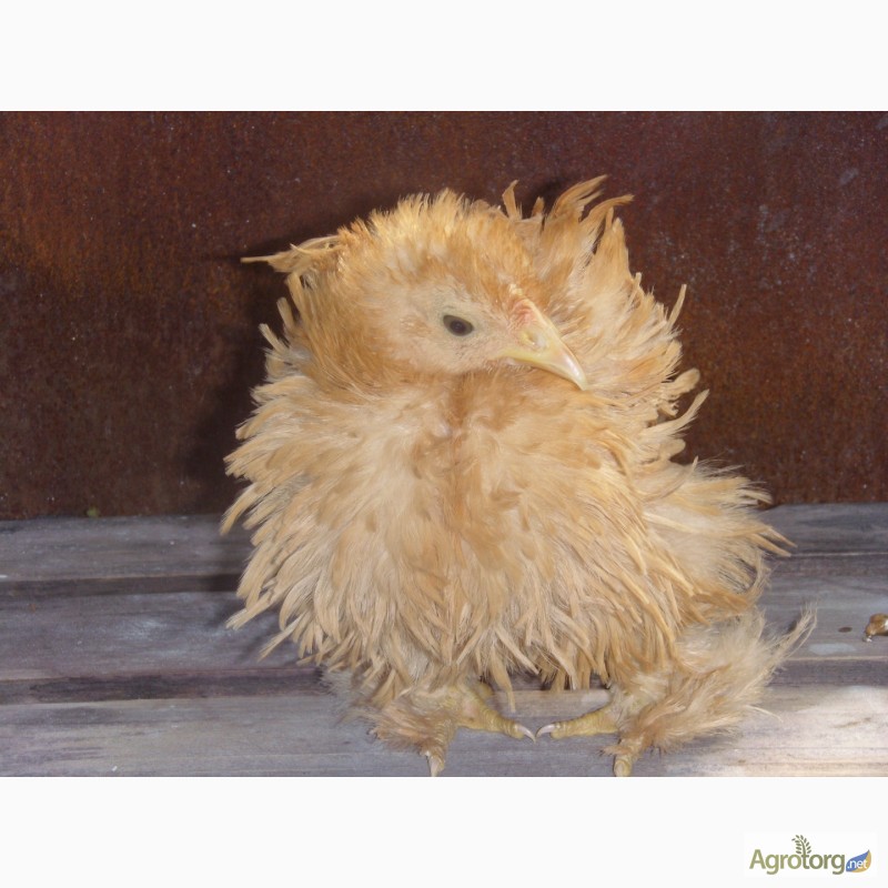 Фото 4. Продам цыплят Кохинхин карликовый
