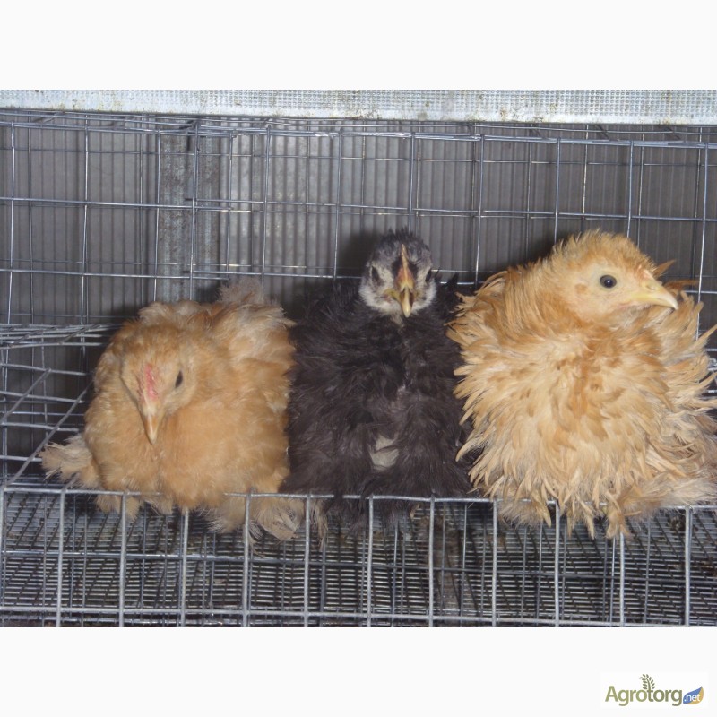 Фото 5. Продам цыплят Кохинхин карликовый