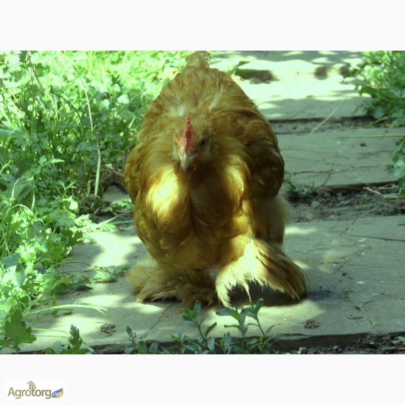 Фото 6. Продам цыплят Кохинхин карликовый