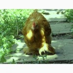Продам цыплят Кохинхин карликовый