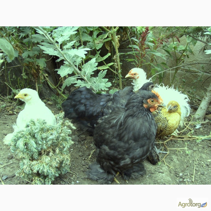 Фото 8. Продам цыплят Кохинхин карликовый