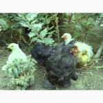 Продам цыплят Кохинхин карликовый
