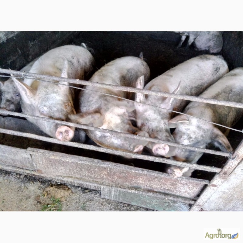 Фото 2. Продам свиней живым весом недорого