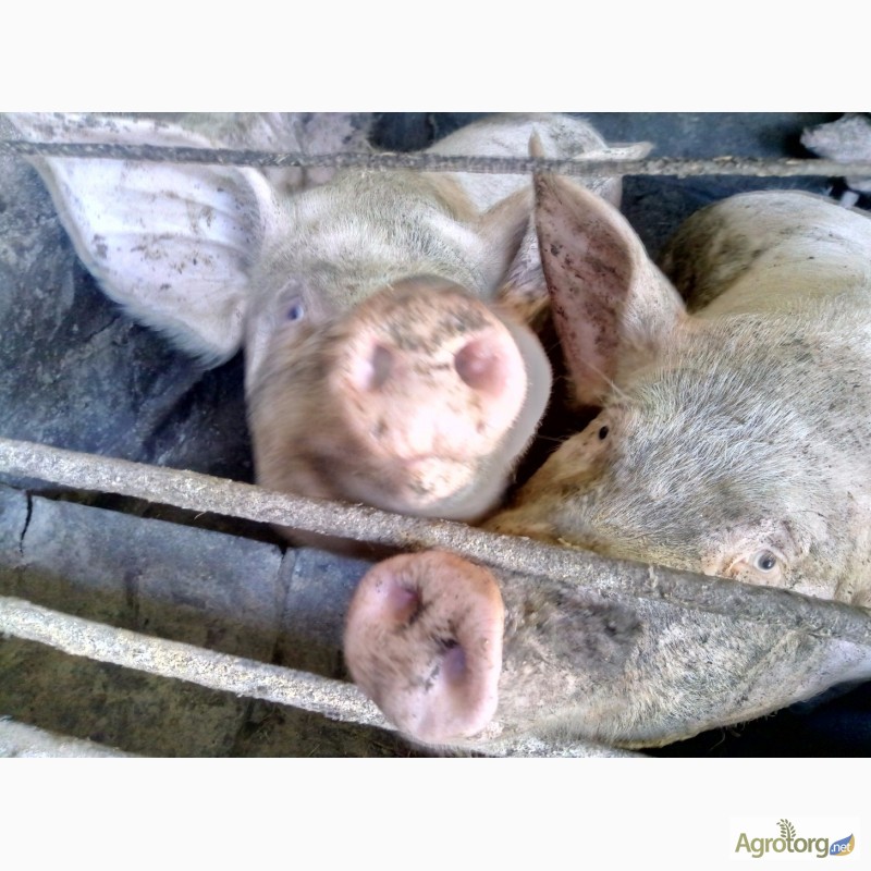Фото 3. Продам свиней живым весом недорого