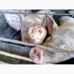 Продам свиней живым весом недорого
