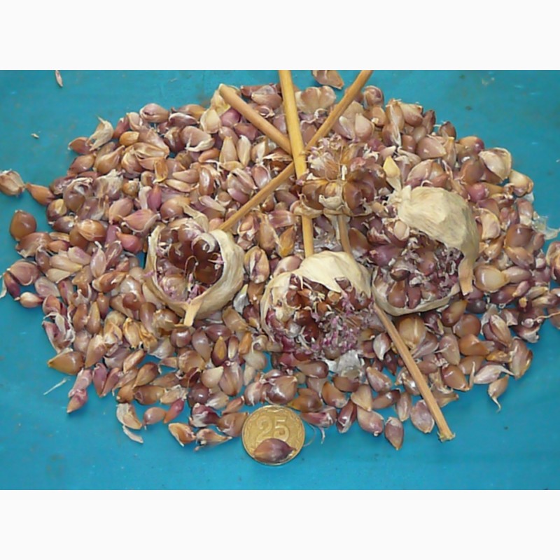 Фото 2. Продам семена чеснока (воздушку) сорта Лидер, Любаша