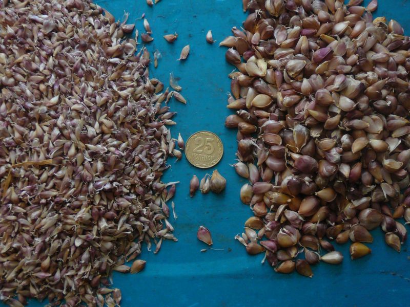 Фото 3. Продам семена чеснока (воздушку) сорта Лидер, Любаша