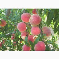 Персик подвой алыча абрикос пумиселект питомник выращивает саженцы плодовых деревьев опт