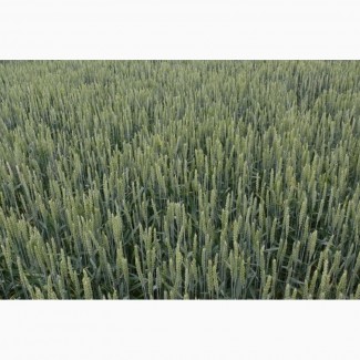 Продам насінневу пшеницю сорт Селевіта
