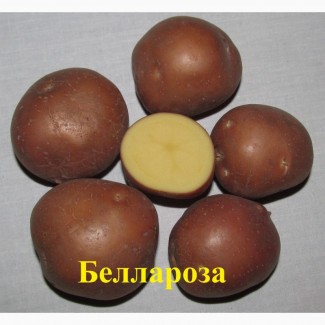 Картофель на посадку, картопля насіннєва, элита - сорт Беллароза, Bellarosa, (Белароса)