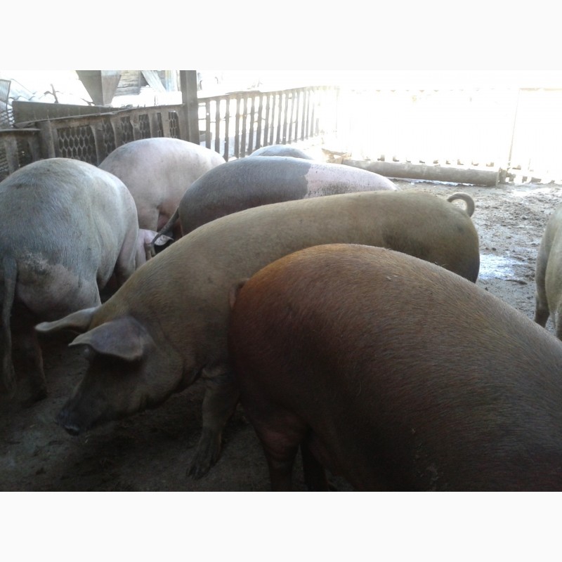 Свинья живым весом цена. Закупаем свиней живым весом. Свиньи в Ставропольском крае. Свиноводство в Ставропольском крае.
