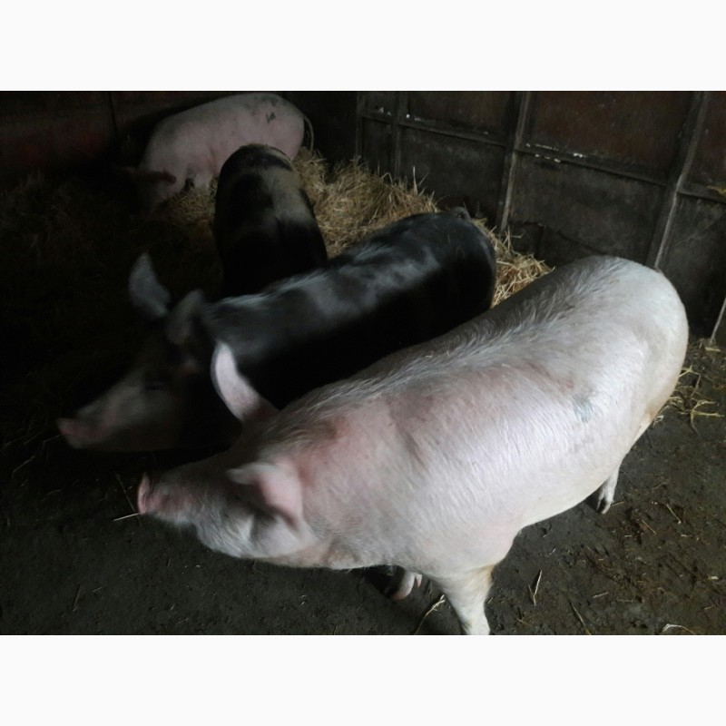 Фото 3. Продам свиней живым весом