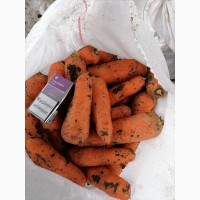 Продам морковь сорта Абака