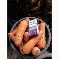 Продам морковь сорта Абака