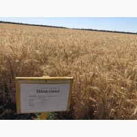 Насіння озимої пшениці Шпалівка, урожайність 150 ц/га