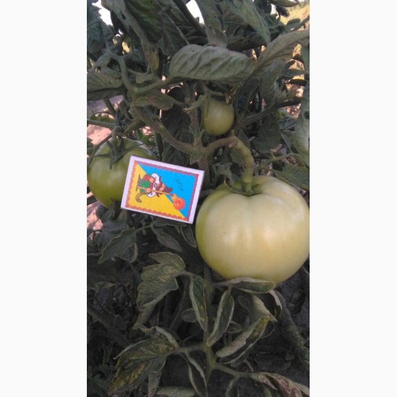 Фото 2. Продам зелёный помидор