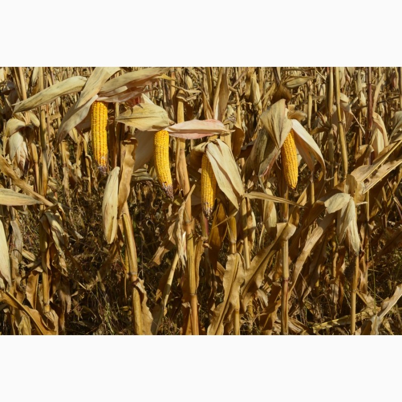 Предлагаем семена гибрида кукурузы ДБ ХОТИН