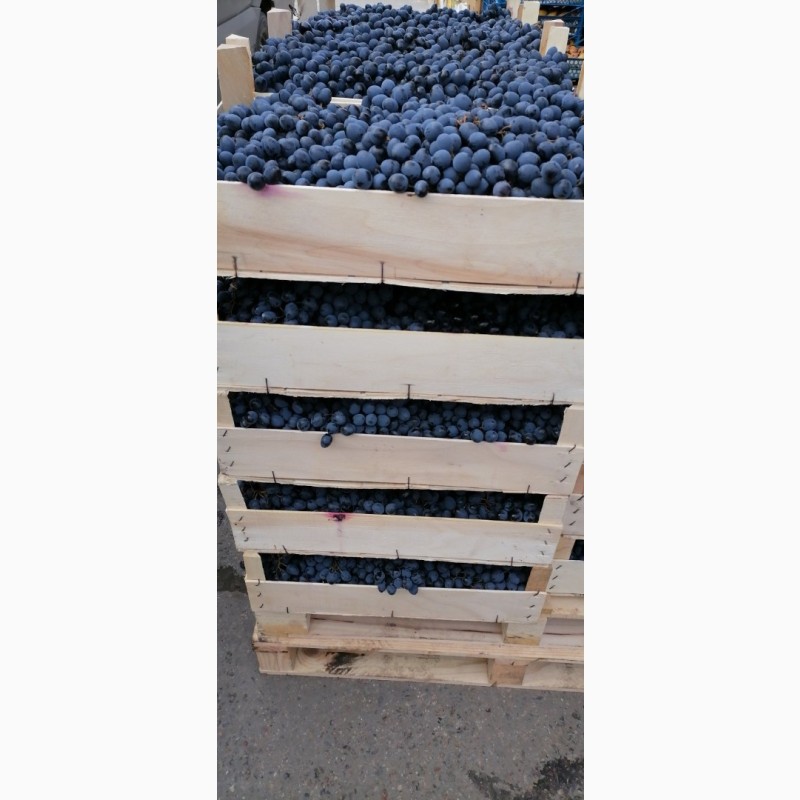 Фото 2. Продам виноград