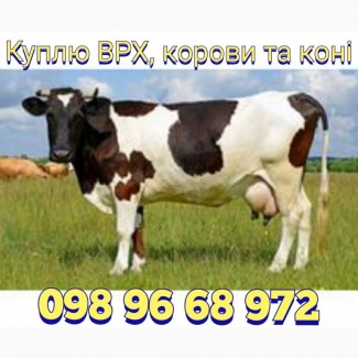 Куплю ВРХ, корови, бики та коні по всій Україні