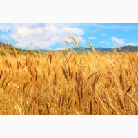 Продам семена озимой пшеницы Благодатная (остистая, элита)