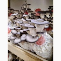Продаємо оптом свіжі гриби гливи від виробника