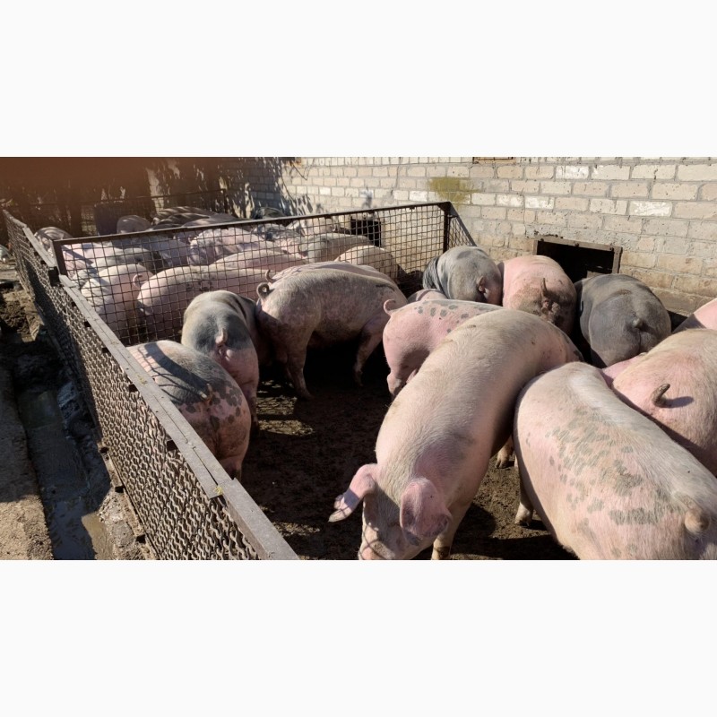 Фото 4. Продам свиней Бекон 56 голов. Весом 120-160 кг.Средний вес 140+. Цена 51 без %