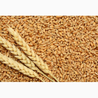 Пшениця озима - Астарта