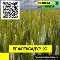 Насіння пшениці Durum Seeds. Сорт БГ Флексадур 2С (тверда) - Оригінатор Biogranum (Сербія)