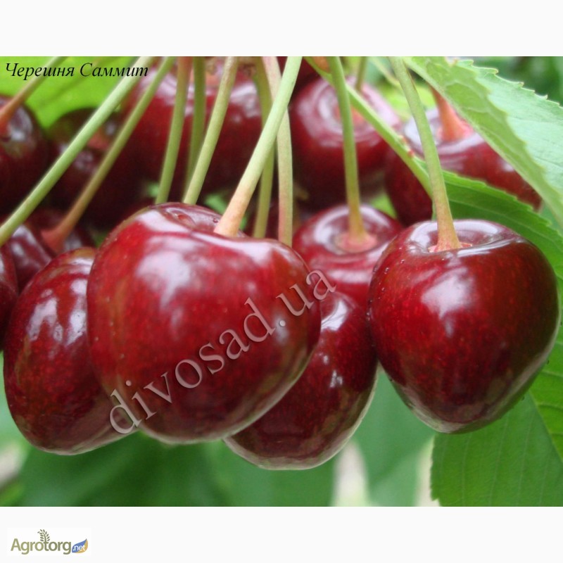 Фото 5. Продам саженцы черешни, вишни, вишнево-черешневого гибрида