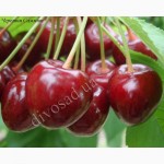 Продам саженцы черешни, вишни, вишнево-черешневого гибрида