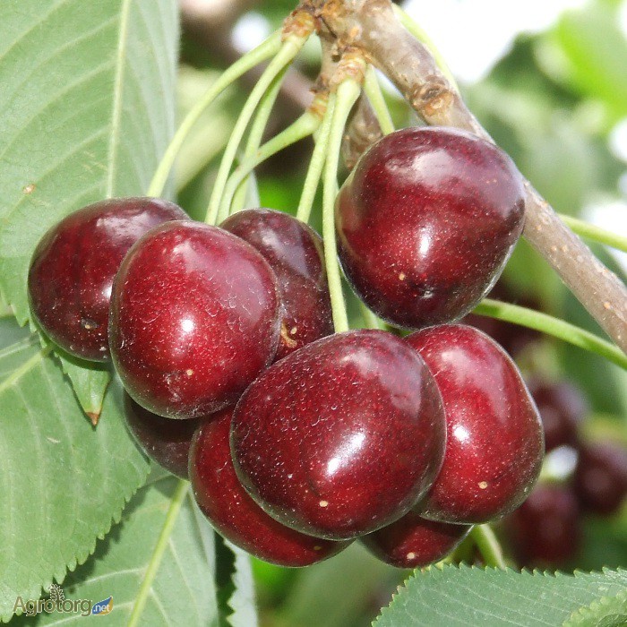 Фото 3. Продам саженцы черешни, вишни, вишнево-черешневого гибрида