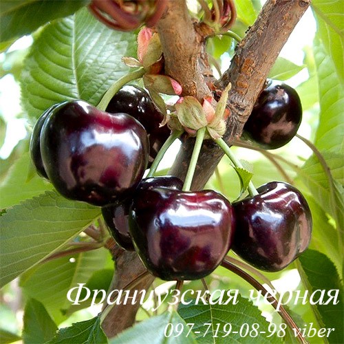 Фото 14. Продам саженцы черешни, вишни, вишнево-черешневого гибрида