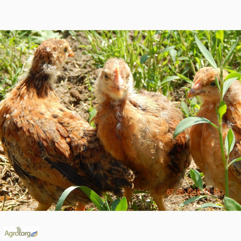 Фото 6. Продам месячных цыплят кучинской юбилейной породы кур