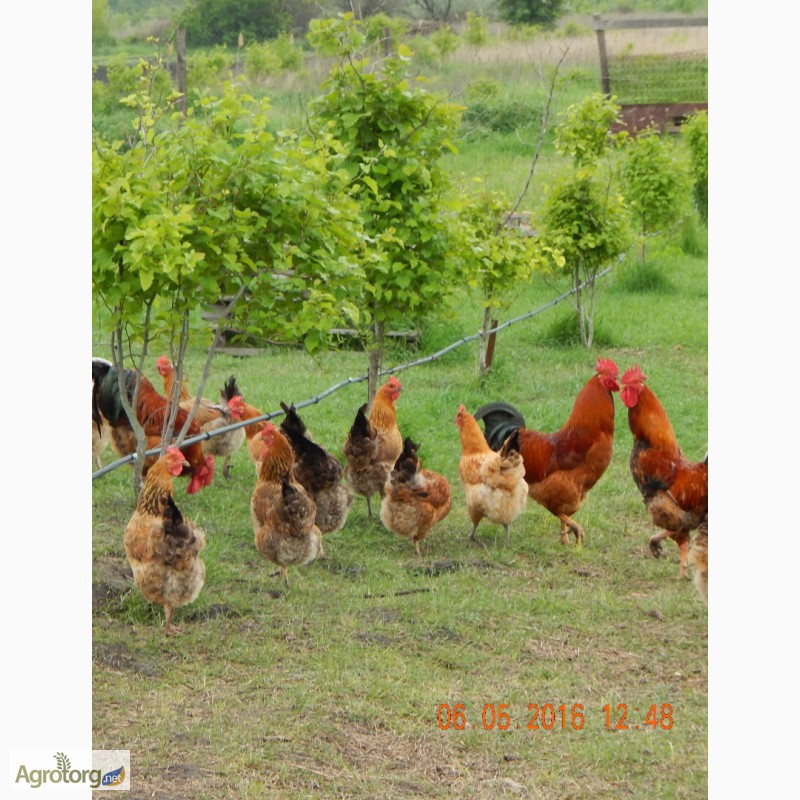 Фото 4. Продам месячных цыплят кучинской юбилейной породы кур